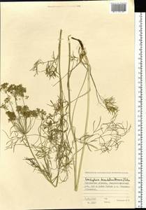 Cenolophium fischeri (Spreng.) W. D. J. Koch, Сибирь, Западная Сибирь (S1) (Россия)