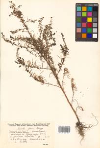 Сведа сизая (Bunge) Bunge, Сибирь, Дальний Восток (S6) (Россия)