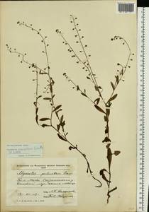 Незабудка рыхлая Lehm., Восточная Европа, Молдавия (E13a) (Молдавия)