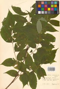 Бархат амурский Rupr., Сибирь, Дальний Восток (S6) (Россия)