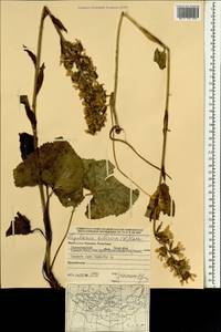 Бузульник сибирский (L.) Cass., Монголия (MONG) (Монголия)