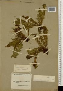 Одуванчик поздний (Waldst. & Kit.) Poir., Кавказ, Армения (K5) (Армения)