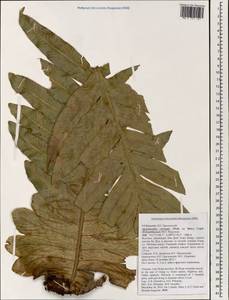 Drynaria coronans (Wall. ex Mett.) J. Sm., Зарубежная Азия (ASIA) (Вьетнам)