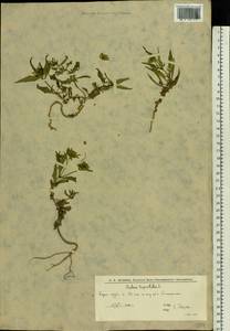 Череда трехраздельная L., Восточная Европа, Нижневолжский район (E9) (Россия)