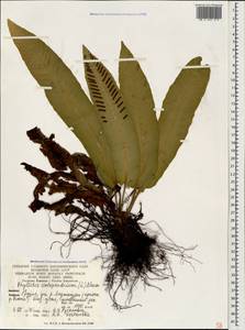 Костенец сколопендровый, Кавказ, Грузия (K4) (Грузия)