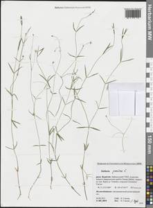 Звездчатка злаковая, Звездчатка злаковидная L., Сибирь, Прибайкалье и Забайкалье (S4) (Россия)