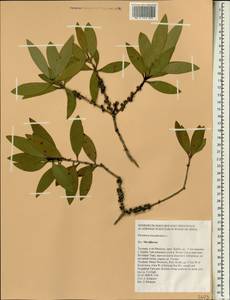 Melaleuca leucadendra (L.) L., Зарубежная Азия (ASIA) (Таиланд)