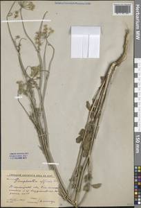 Бедренец чужеземный L., Средняя Азия и Казахстан, Сырдарьинские пустыни и Кызылкумы (M7) (Узбекистан)