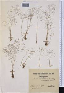 Аира элегантная Willd. ex Roem. & Schult., Западная Европа (EUR) (Босния и Герцеговина)