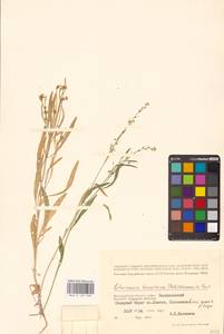 Литвиновия тончайшая (Pall.) Woronow ex Pavlov, Восточная Европа, Нижневолжский район (E9) (Россия)