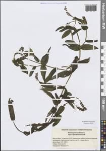 Рдест пронзеннолистный, Рдест стеблеобъемлющий L., Восточная Европа, Средневолжский район (E8) (Россия)