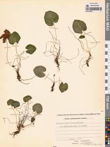 Viola epipsila subsp. repens (Turcz.) W.Becker, Сибирь, Чукотка и Камчатка (S7) (Россия)