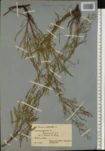 Щавель воробьиный, Щавелек L., Восточная Европа, Нижневолжский район (E9) (Россия)