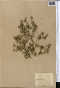 Аизоантемум испанский (L.) Hartmann, Средняя Азия и Казахстан, Каракумы (M6) (Туркмения)