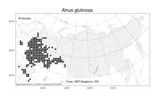 Alnus glutinosa, Ольха клейкая, Ольха черная (L.) Gaertn., Атлас флоры России (FLORUS) (Россия)