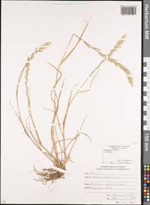 Плевел многолетний L., Кавказ, Южная Осетия (K4b) (Южная Осетия)