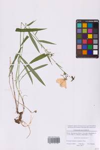 Колокольчик персиколистный L., Восточная Европа, Московская область и Москва (E4a) (Россия)