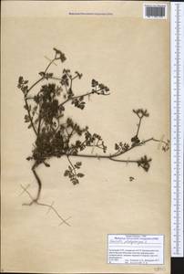 Прицепник широкоплодный L., Кавказ, Грузия (K4) (Грузия)