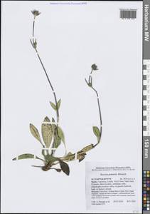 Сивец луговой Moench, Западная Европа (EUR) (Испания)