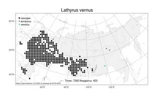 Lathyrus vernus, Чина весенняя (L.) Bernh., Атлас флоры России (FLORUS) (Россия)