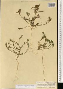 Corispermum chinganicum Iljin, Монголия (MONG) (Монголия)