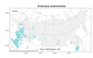 Ambrosia artemisiifolia, Амброзия полынелистная L., Атлас флоры России (FLORUS) (Россия)