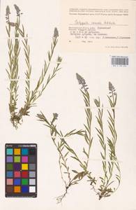 Истод хохлатый Schkuhr, Восточная Европа, Нижневолжский район (E9) (Россия)