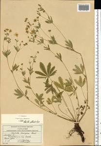 Potentilla thuringiaca subsp. goldbachii (Rupr.) Th. Wolf, Восточная Европа, Московская область и Москва (E4a) (Россия)