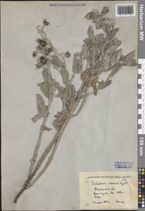 Триходесма седая (Bunge) A.DC., Средняя Азия и Казахстан, Западный Тянь-Шань и Каратау (M3) (Узбекистан)