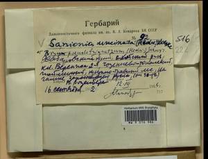 Meesia triquetra (L. ex Jolycl.) Ångstr., Гербарий мохообразных, Мхи - Дальний Восток (без Чукотки и Камчатки) (B20) (Россия)