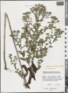 Symphyotrichum × versicolor (Willd.) G. L. Nesom, Восточная Европа, Московская область и Москва (E4a) (Россия)