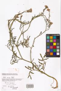 Морская горчица морская Scop., Восточная Европа, Южно-Украинский район (E12) (Украина)