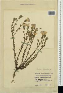 Лен жестковолосистый L., Крым (KRYM) (Россия)