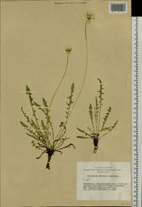 Одуванчик китайский Kitag., Сибирь, Алтай и Саяны (S2) (Россия)