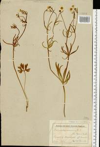 Лютик золотистый L., Восточная Европа, Белоруссия (E3a) (Белоруссия)