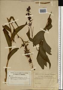 Дремлик широколистный, Дремлик чемерицевый (L.) Crantz, Восточная Европа, Центральный район (E4) (Россия)