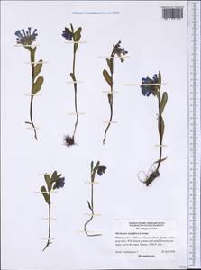 Mertensia longiflora Greene, Америка (AMER) (США)