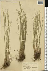 Мятлик оттянутый Trin., Восточная Европа, Нижневолжский район (E9) (Россия)