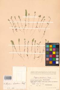 Бурачок туркестанский Regel & Schmalh. ex Regel, Восточная Европа, Нижневолжский район (E9) (Россия)