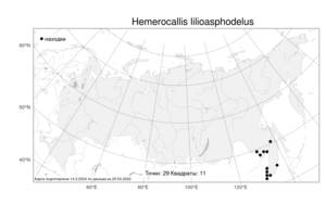 Hemerocallis lilioasphodelus, Красоднев желтый L., Атлас флоры России (FLORUS) (Россия)