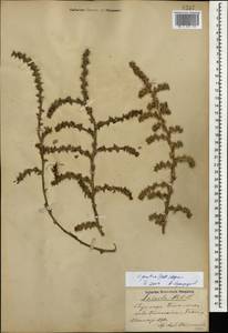 Salsola squarrosa subsp. squarrosa, Кавказ, Азербайджан (K6) (Азербайджан)