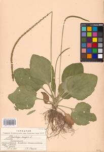 Подорожник большой L., Восточная Европа, Московская область и Москва (E4a) (Россия)