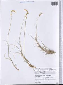 Bouteloua gracilis (Kunth) Lag. ex Griffiths, nom. cons., Америка (AMER) (США)