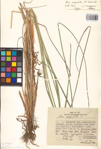 Осока придатконосная (Trautv. & C.A.Mey.) Kük., Сибирь, Дальний Восток (S6) (Россия)