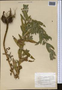 Кипрей, Средняя Азия и Казахстан, Джунгарский Алатау и Тарбагатай (M5) (Казахстан)