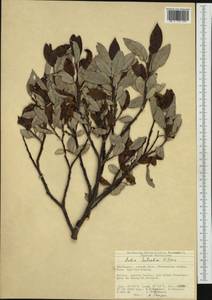 Salix helvetica Vill., Западная Европа (EUR) (Швейцария)