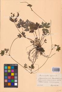 Лютик ползучий L., Восточная Европа, Северный район (E1) (Россия)