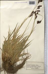 Осока, Средняя Азия и Казахстан, Памир и Памиро-Алай (M2) (Таджикистан)