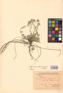 Бурачок Гмелина Jord. & Fourr., Восточная Европа, Центральный лесостепной район (E6) (Россия)