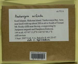 Hedwigia ciliata (Hedw.) Boucher, Гербарий мохообразных, Мхи - Дальний Восток (без Чукотки и Камчатки) (B20) (Россия)